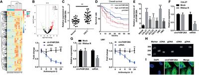 SP1-Mediated Upregulation of circFAM126A Promotes Proliferation and Epithelial-Mesenchymal Transition of Oral Squamous Cell Carcinoma via Regulation of RAB41